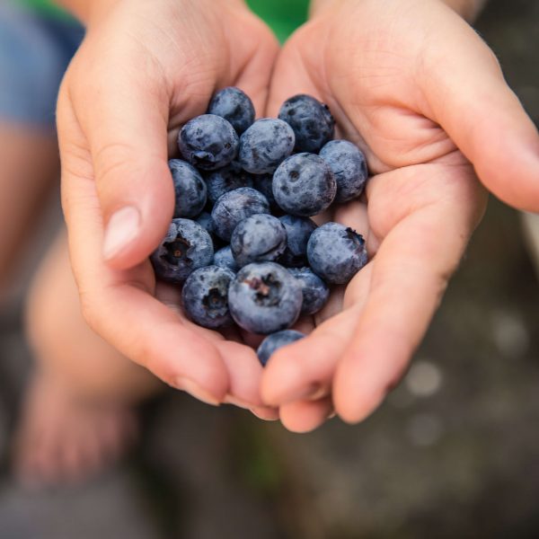 food-hands-fruits-blueberries-172073