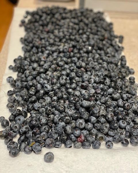 Fresh Bridlewood blueberries Scenic blueberry orchard at Bridlewood Ranch