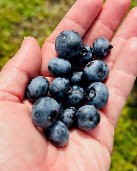Blueberry crop harvest Seasonal blueberry crop at Bridlewood Ranch