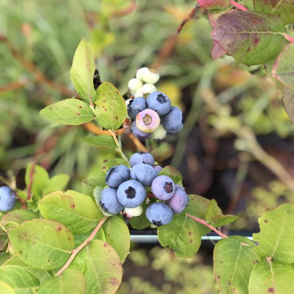 Organic blueberry growth Naturally grown blueberries at Bridlewood Ranch fields