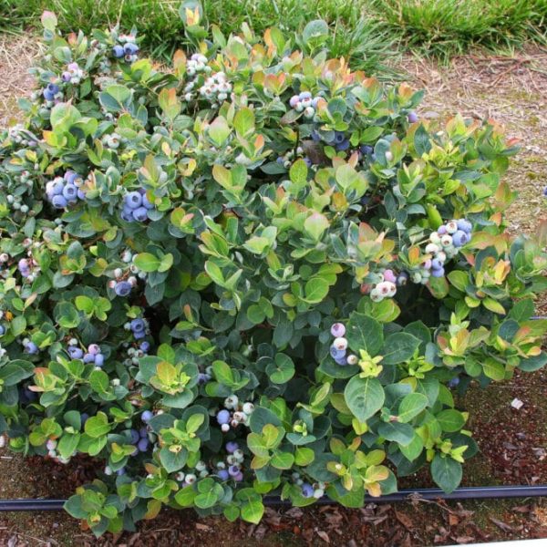 Harvest-ready blueberry crop Harvest-ready blueberry crop at Bridlewood Ranch