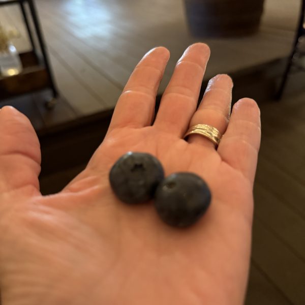 Fresh from the farm blueberries Fresh blueberries harvested from Bridlewood Ranch