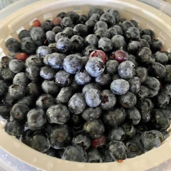 Fresh from the farm blueberries Fresh blueberries harvested from Bridlewood Ranch