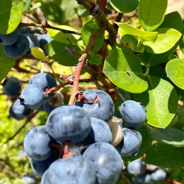Blueberry growing excellence Premium blueberry growing operation at Bridlewood Ranch