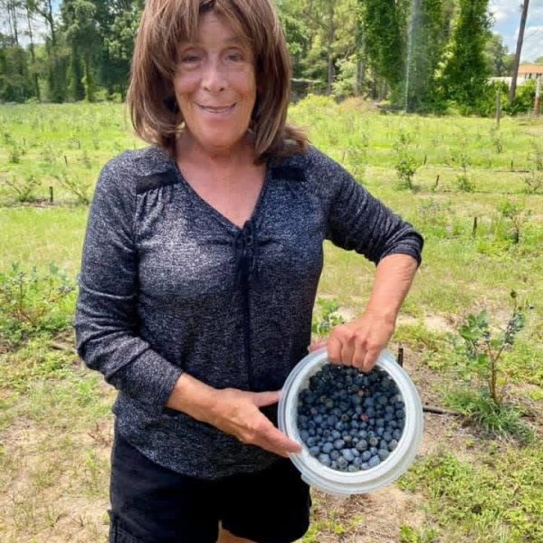 Blueberry picking experience Fresh blueberry picking experience at Bridlewood Ranch