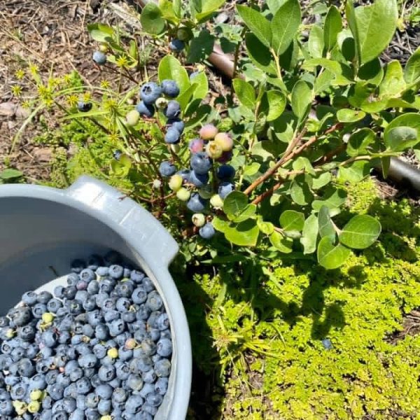 Fresh blueberry basket harvest Basket filled with freshly picked blueberries from Bridlewood Ranch