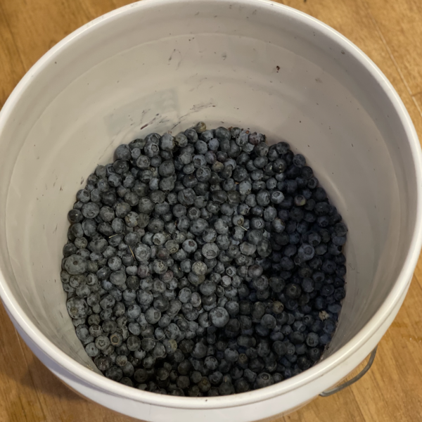 Fresh Bridlewood blueberries Freshly harvested blueberries from Bridlewood Ranch